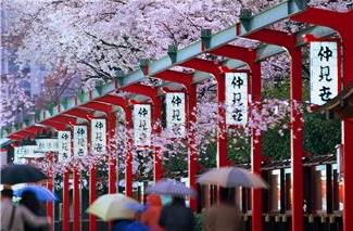 Japanese Blossom Japan